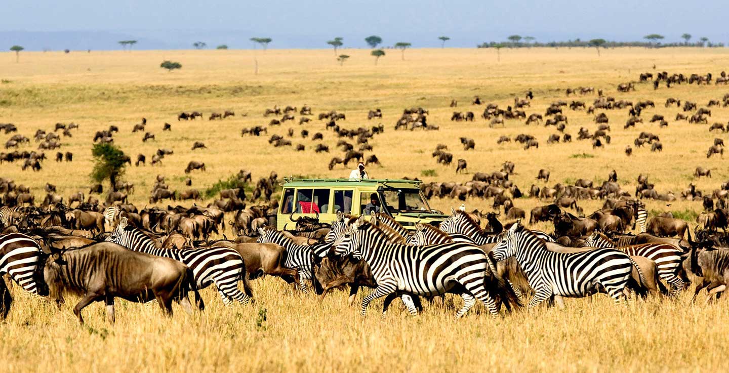 serengeti
