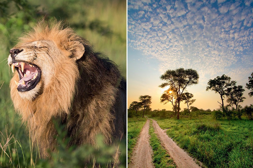 un leone e una pista nella savana della manyeleti game reserve in sudafrica