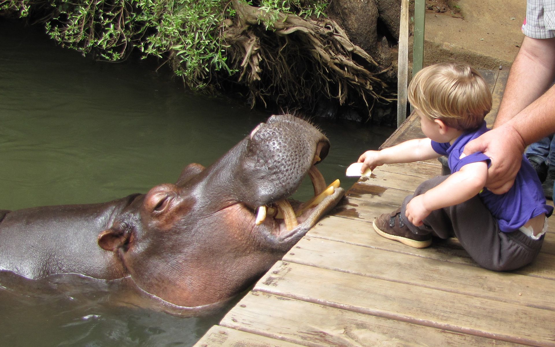 jessica hippo