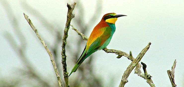 tembe