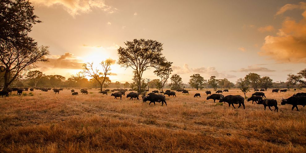 una mandria di bufali al tramonto a sabi sands