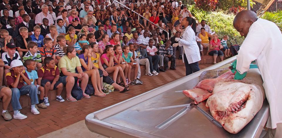 shark dissection