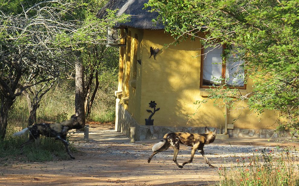hoedspruit wildlife estate