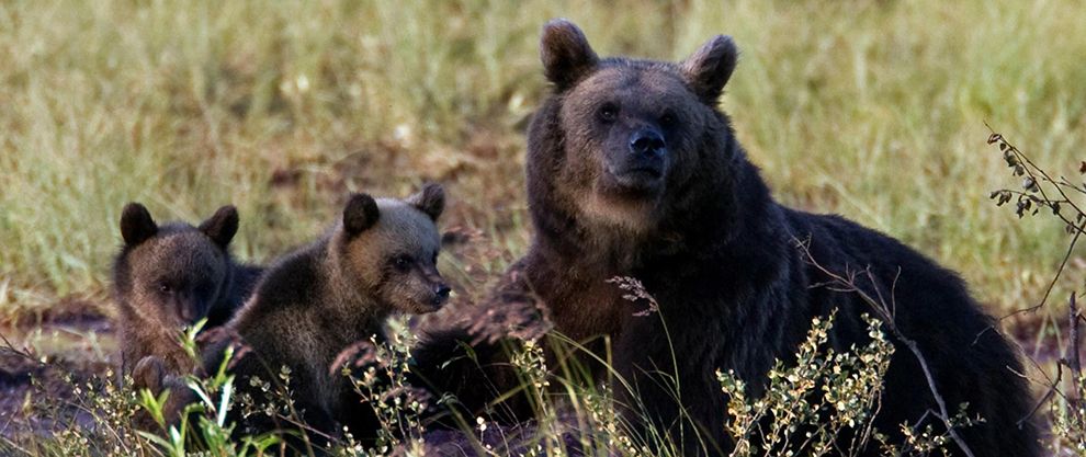 bears finlandia