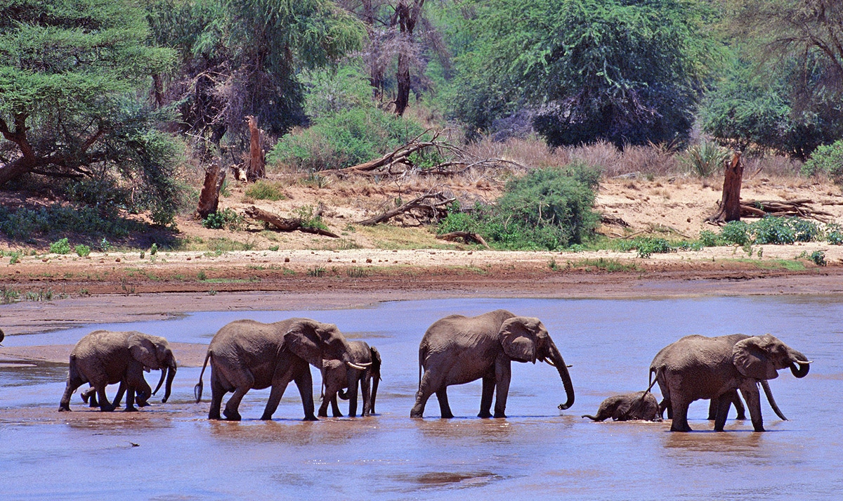 selous game reserve