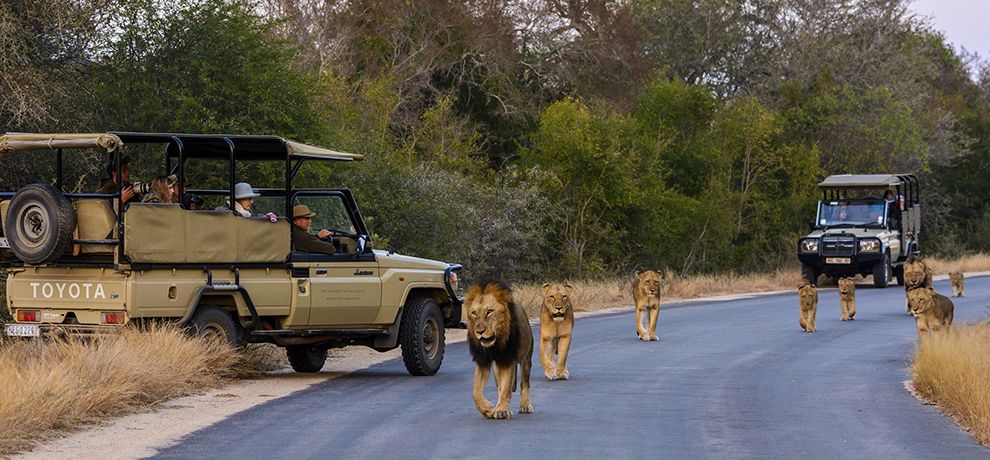 kruger game drive