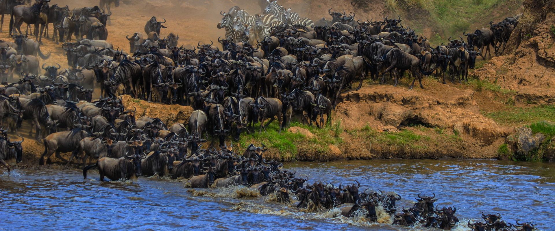 guado di gnu nel serengeti (tanzania) durante la grande migrazione