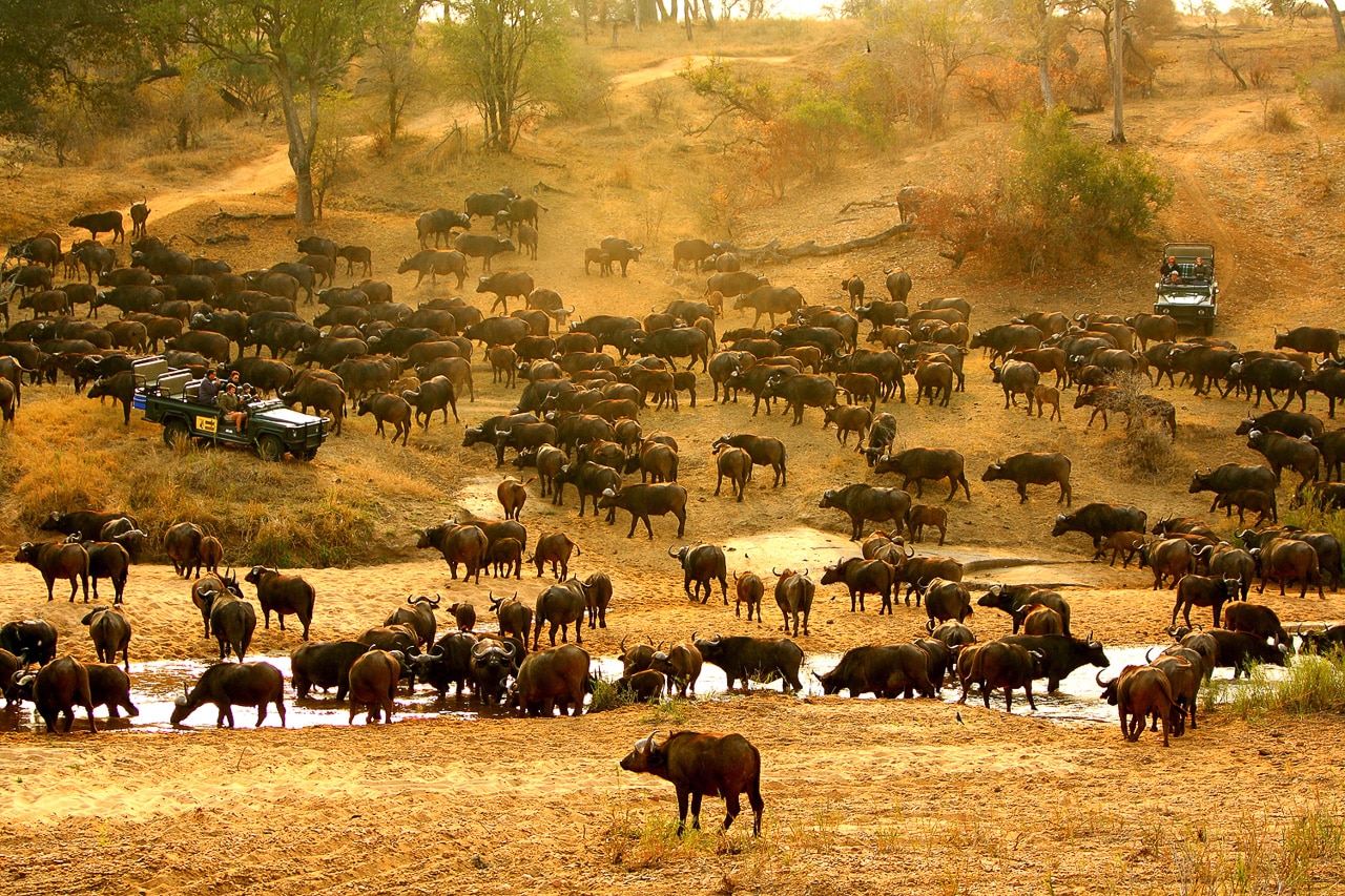 mala_mala_safari