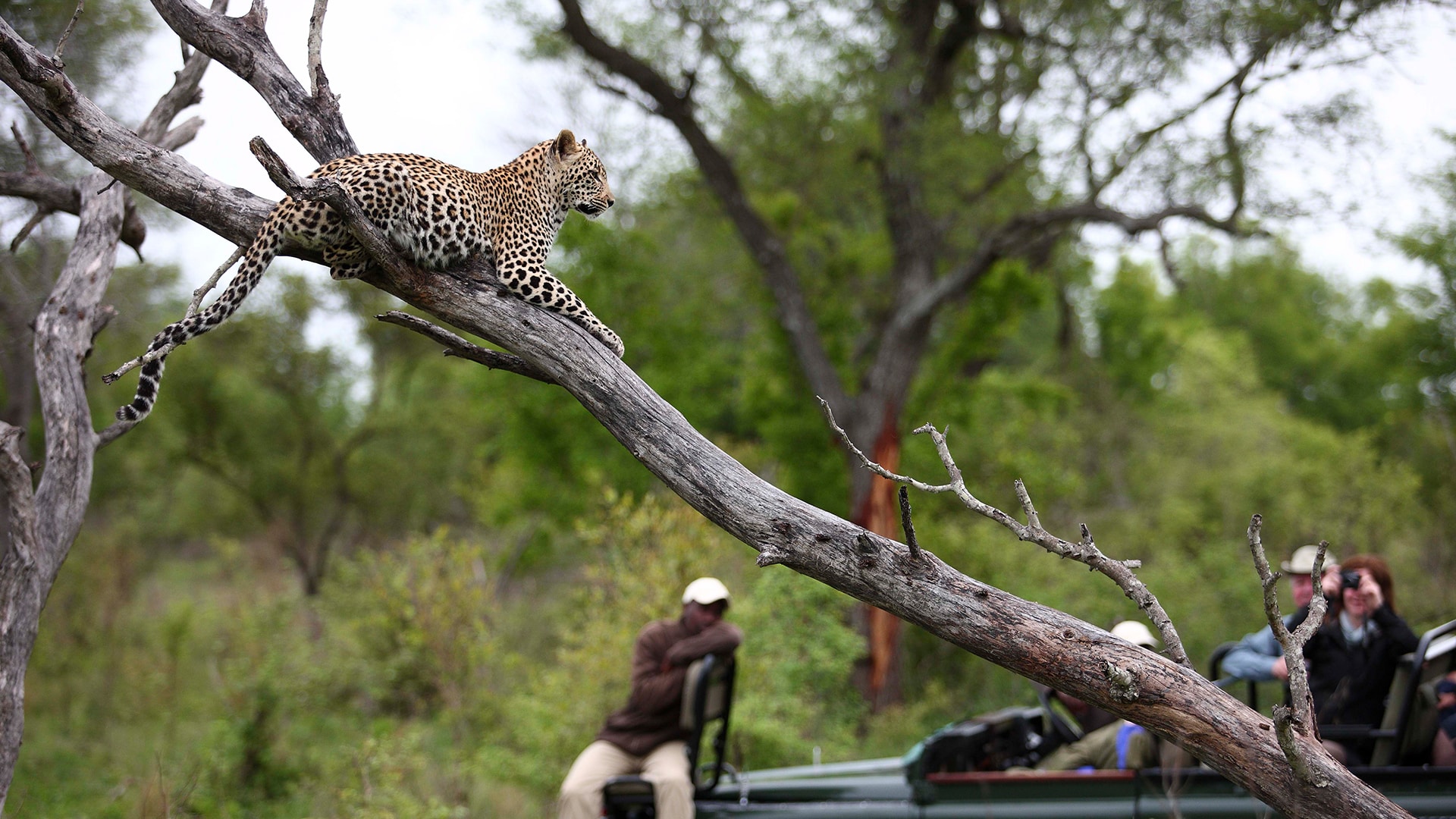 sabi_sands_leopard_safari
