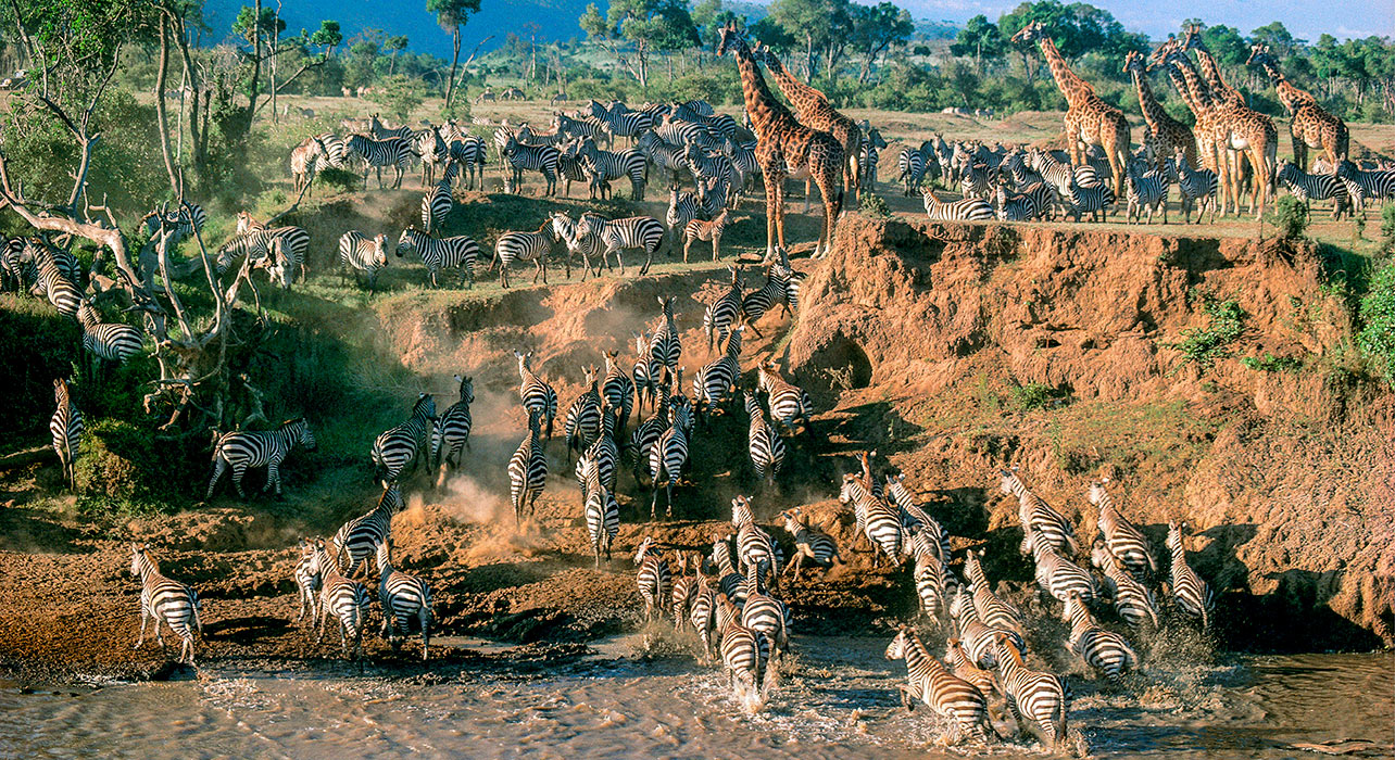 serengeti-migration