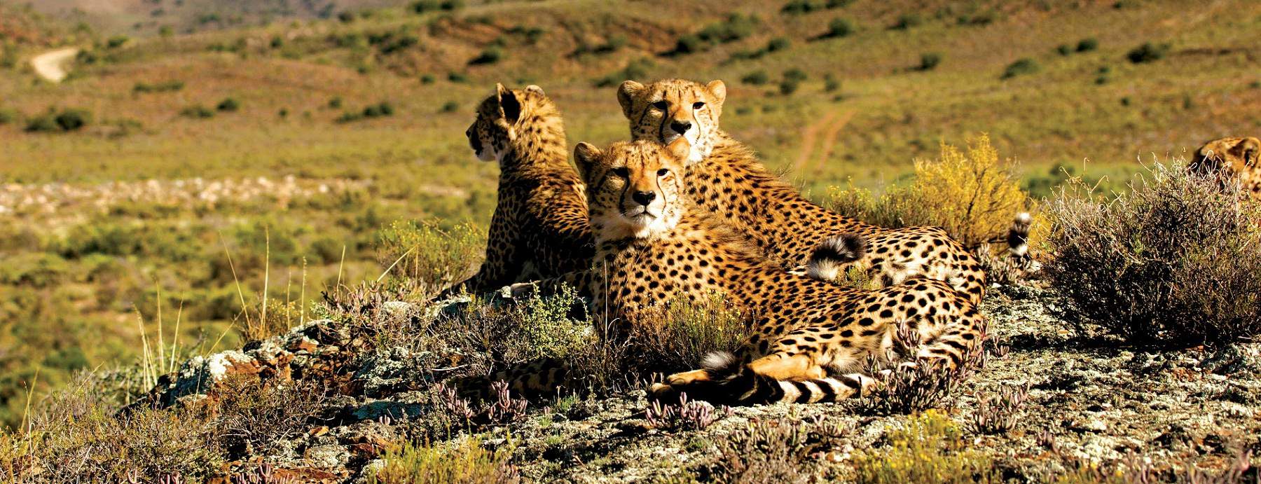 cheetah_sanbona