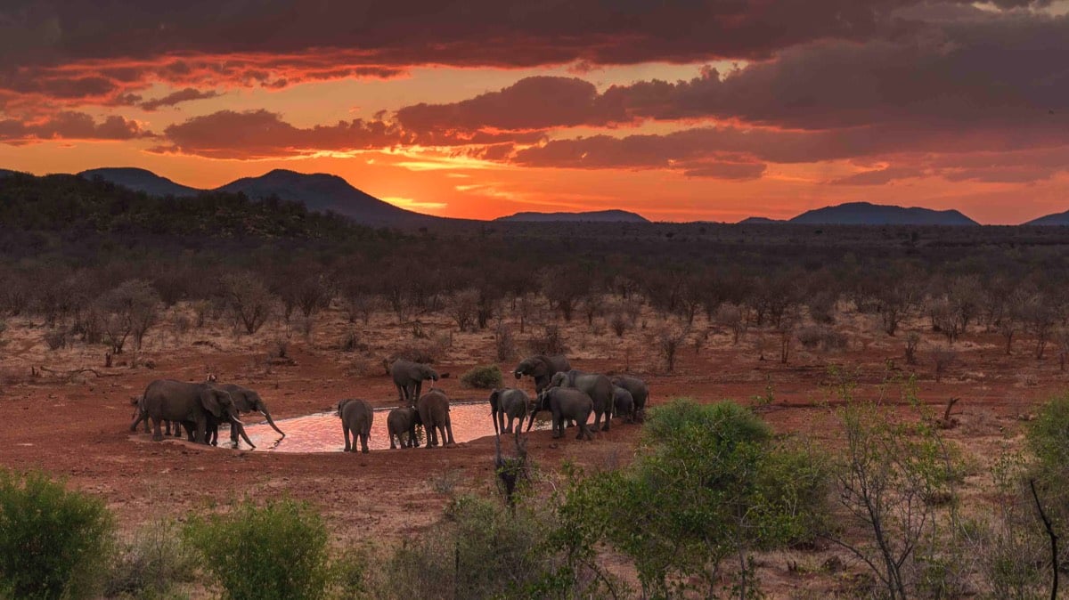 madikwe_elephants