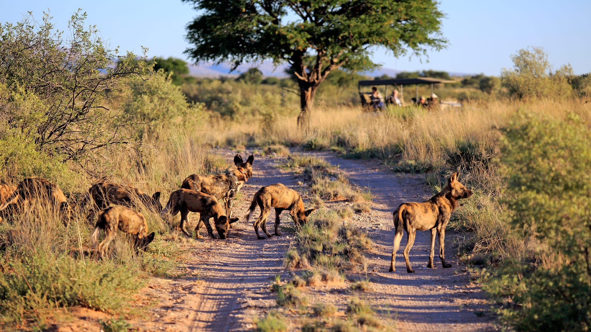 tswalu_safari_wild_dog