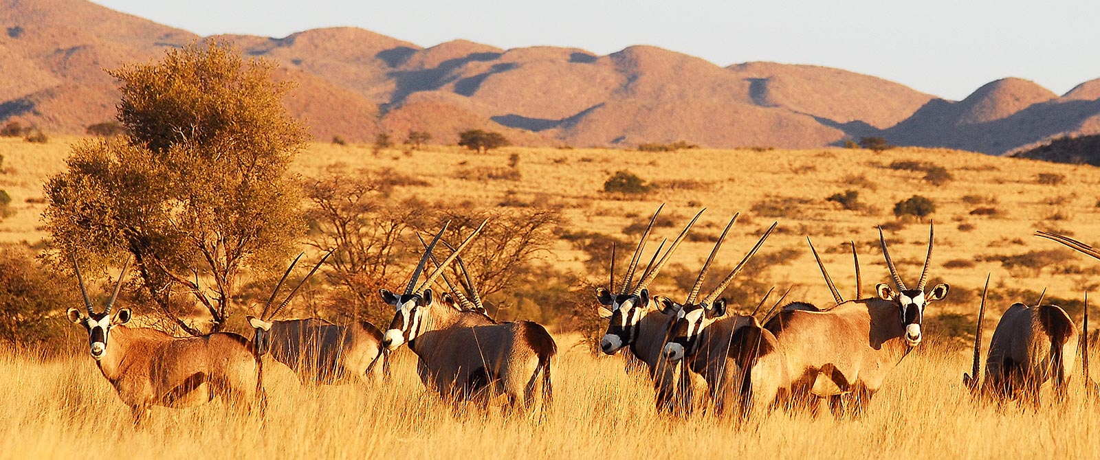 tswalu_oryx